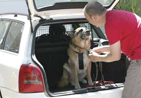 We are Family image of dog in car